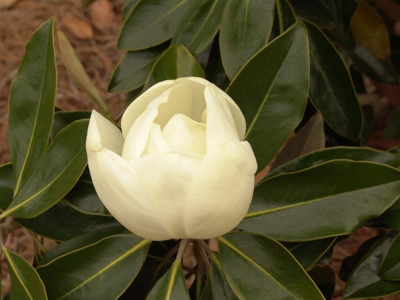 Photo by J'Lynn Howell